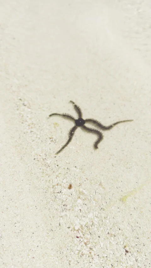 Close-up of a starfish on a sandy beach in Zanzibar, capturing the intricate Stock Footage 301270206