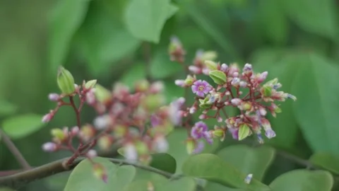 Close up of starfruit star fruit flower, averrhoa carambola Stock Footage 142769090