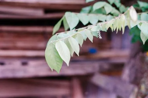Close-up of starfruit tree leaves, showcasing their vibrant green color and.. Foto stock