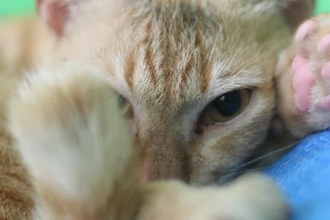 A close up of a staring cat face Stock Photos
