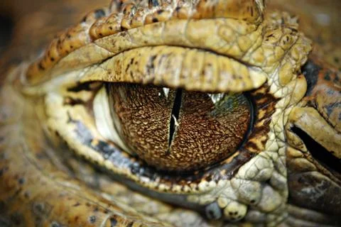 Close Up of a Staring Crocodile Eye Foto stock