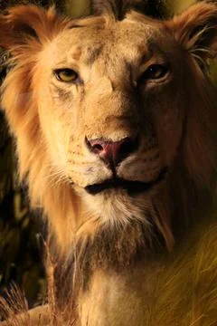 Close Up of Staring Lion Stock Photos