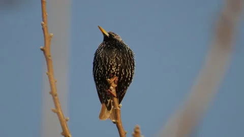 Close up starling bird on the branches of walnut Stock Footage 133452874