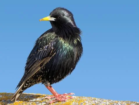 Close up of a starling bird. Stock Photos