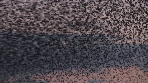 Close up of starling murmuration in evening sky England Vídeos de archivo 60389402