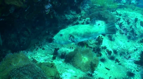 Close up of starry pufferfish Stock Footage 33071268