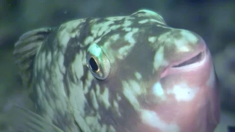 Up close with a starry Pufferfish in the Red Sea, Egypt Video stock 312282145