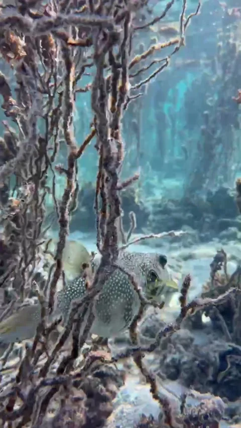 Close-Up of Starry Pufferfish Swimming Through Tall Algae in Natural Lagoon, Las Stock Footage 337792114