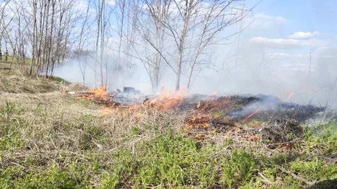 A close-up of a starting fire in the forest. Grass and nearby small trees burn.  Video stock 127587136