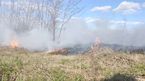 A close-up of a starting fire in the forest. Grass and nearby small trees burn.  Video stock 127587202