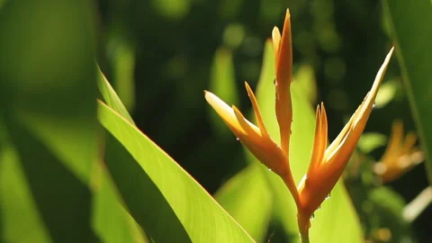 Close-up static background shot of tropical Helconia Psittacorum flower Stock Footage 268351706