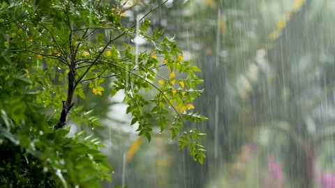 Close-up, static, green leafy plant in heavy rain, soft focus background Stock Footage 272347307