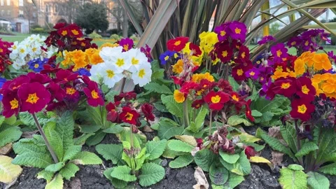 Close-Up Static Low Angle Shot of Wild Flowers in Bloom in a Park Stock Footage 332558456