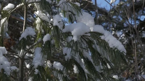 Close up static pine branch covered in snow in wind winter wonderland Christmas Vídeo Stock 292331284