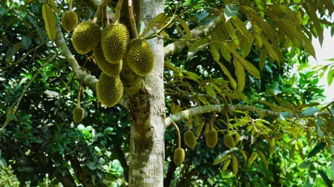 Close up static scene of tree loaded wit... | Stock Video | Pond5