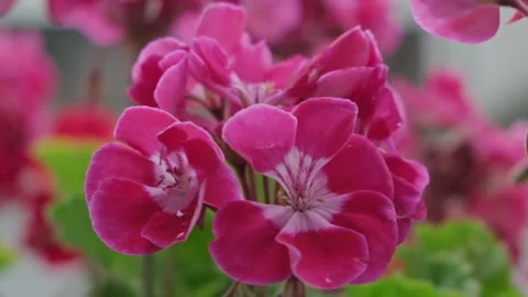 Close up static shot of a beautiful pink geranium flower with green leaves Stock Footage 316034115