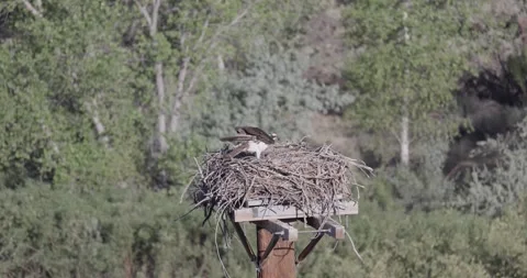 Close static shot of both juvenile osprey chicks alone in the nest before the Stock Footage 336981375