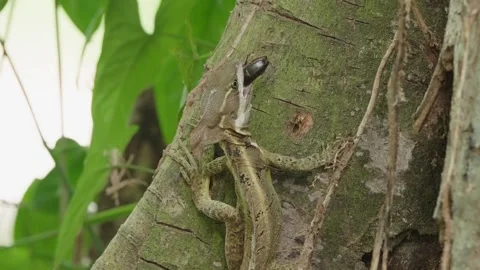 Close Up Static Shot Of A Brown Basilisk Eating An Insect While Perched On Tree Stock Footage 285872189