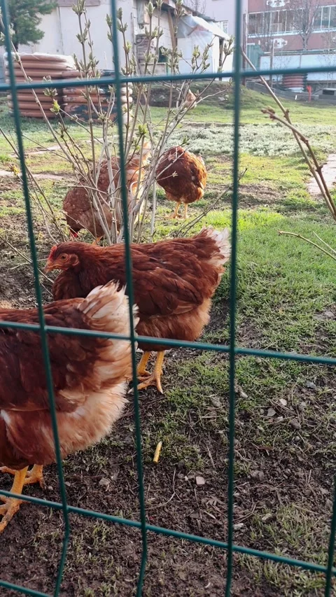 Close-up static shot of brown hens foraging on green grass next to a green wire Vídeos de archivo 335938871