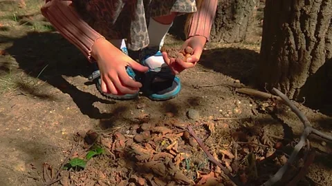 Close Up Static Shot of Child Hands Foraging Wild Hazelnuts from Forest Ground 库存影片 346437343