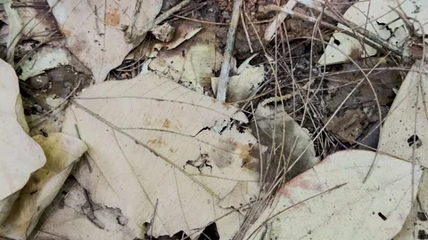Close up static shot of dry autumn leaves and twigs scattered on the ground.. Stock Footage 337582768