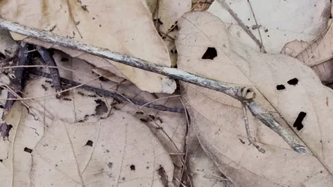 Close up static shot of a dry branch laying on fallen autumn leaves over th.. Stock Footage 337582795