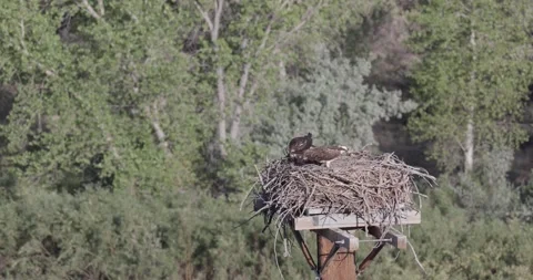 Close static shot of the father osprey turning away from the shared fish and  Stock Footage 336980703