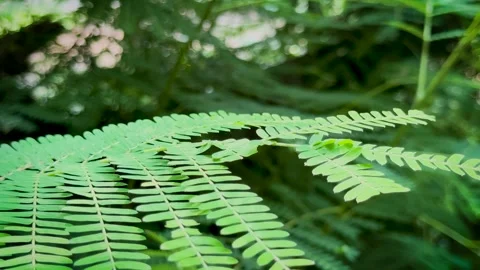 Close up static shot of a fresh green acacia branch with small leaves in a .. Stock Footage 337582977