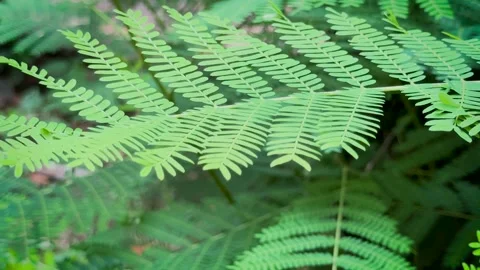 Close up static shot of a fresh green fern acacia leaf branch moving gently.. Vídeos de archivo 337582995