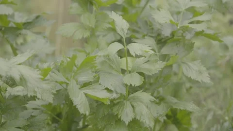 Close-up Static Shot of Fresh Organic Celery (Aipo / Salsão) Plant Growing Stockbeeldmateriaal 320633301