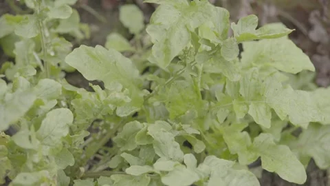 Close-up Static Shot of Fresh Organic Arugula/Rocket (Rúcula) Plant Stock Footage 320633309