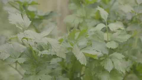 Close-up Static Shot of Fresh Organic Celery (Aipo / Salsão) Plant Growing Stock Footage 320633310