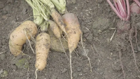 Close-up Static Shot of Freshly Harvested Organic Carrots and Beetroots Stock Footage 320633265