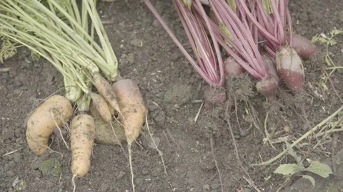 Close-up Static Shot of Freshly Harvested Organic Carrots and Beetroots Stock Footage 320633271