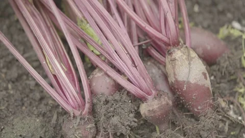 Close-up Static Shot of Freshly Harvested Organic Beetroots Stock Footage 320633272