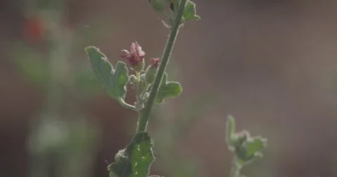Close static shot of gray globemallow wildflower with shallow depth of field  Stock Footage 336637501
