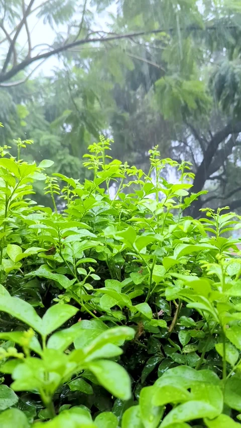 Close up static shot of heavy monsoon rain falling on vibrant green leaves .. Video stock 336919227