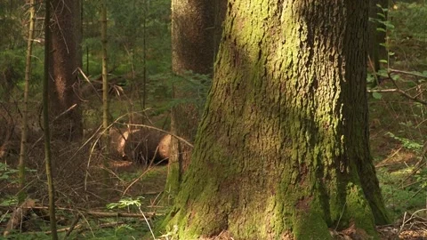 Close up static shot of a large mossy tree trunk in a dense sunlit pine forest Stock Footage 348708314
