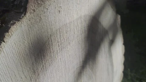 Close Up Static Shot of Leaf Shadows Moving Across Freshly Cut Tree Trunk Ring Stock Footage 341090012