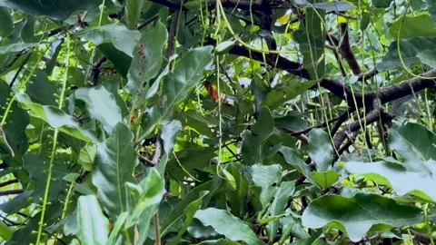 Close up static shot of lush green tropical tree leaves and hanging thin vi.. Stock Footage 337583592
