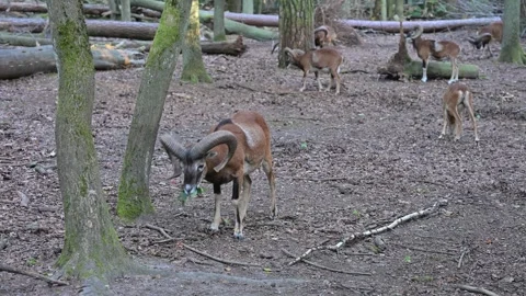 Close up static shot of a male ibex chewing leaves from a fallen branch  Stock Footage 341886077