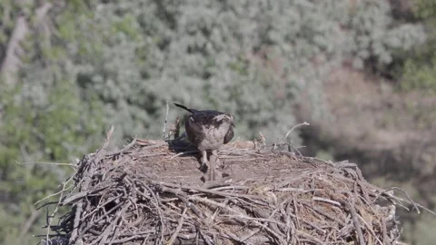 Close static shot of a mother osprey on the nest edge as the male arrives car Stock Footage 336219976