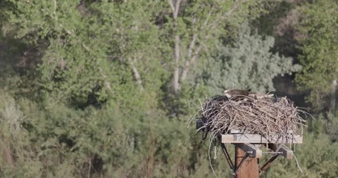 Close static shot of a mother osprey tending the nest while both chicks are u Stock Footage 336745702