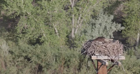 Close static shot of a mother osprey preening herself while both chicks are b Stock Footage 336745736