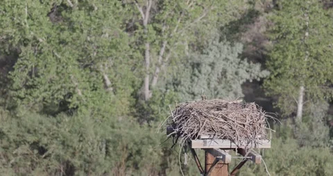Close static shot of a mother osprey departing the nest leaving both chicks a Stock Footage 336745976