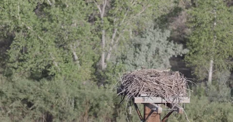Close static shot of a mother osprey tending the nest while both chicks are a Stock Footage 336746061