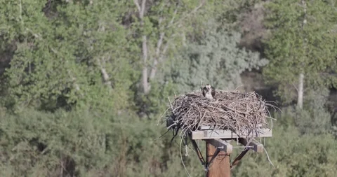 Close static shot of a mother osprey tending the nest while both chicks are a Stock Footage 336746197