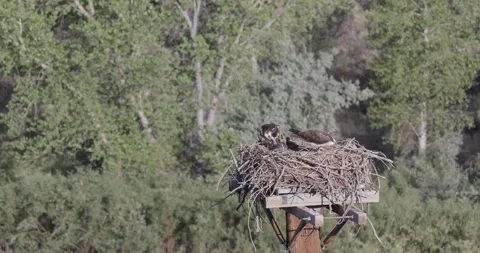Close static shot of a mother osprey actively feeding both juvenile chicks wh Stock Footage 336980690