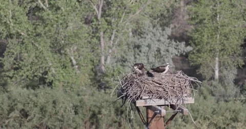 Close static shot of a mother osprey actively feeding both juvenile chicks as Stock Footage 336980705