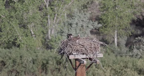 Close static shot of a mother osprey transitioning from eating fish herself t Stock Footage 336980899